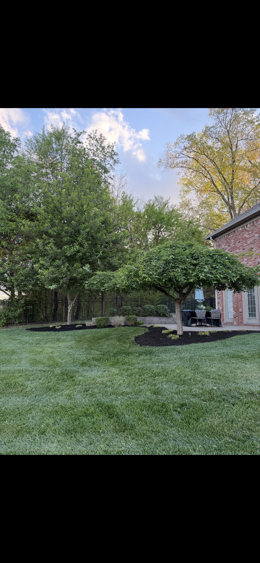 Manicured back-yard lawn at golden hour with mature trees and clean bed lines