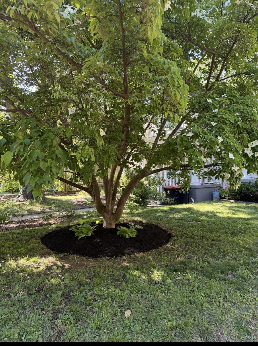 Mature ornamental tree on a hand-set mulch ring