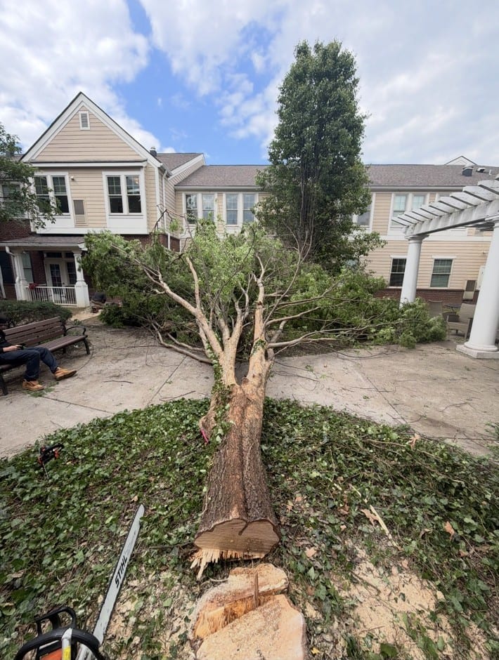 Large tree felled and being cleaned up on a residential property, fresh trunk cut visible
